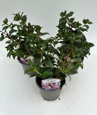 x3 Fuchsia Pink Galore - Trailing Basket plants 10.5cm/9cm  - GARDEN READY