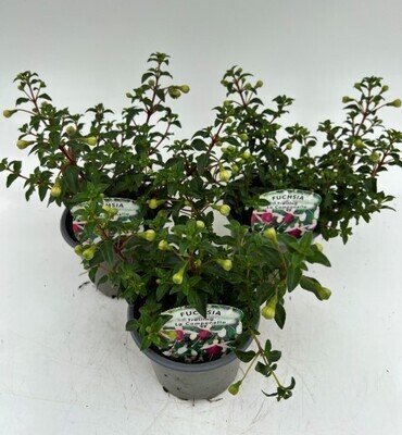 x3 Fuchsia La Campanella - Trailing Basket plants 10.5cm/9cm  - GARDEN READY