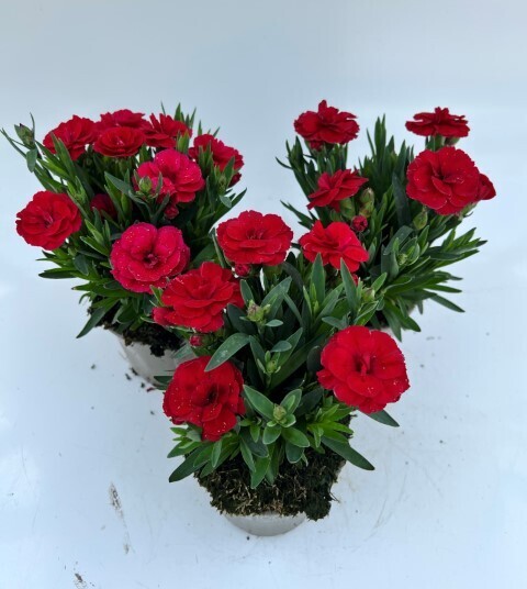 x3 Dianthus Oscar Cherry Plants in 10.5cm/9cm pots CARNATION COLOUR