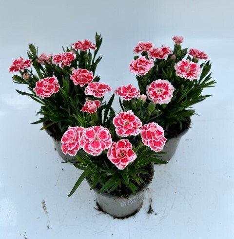 x3 Dianthus Oscar White & Red Plants in 10.5cm/9cm pots CARNATION COLOUR