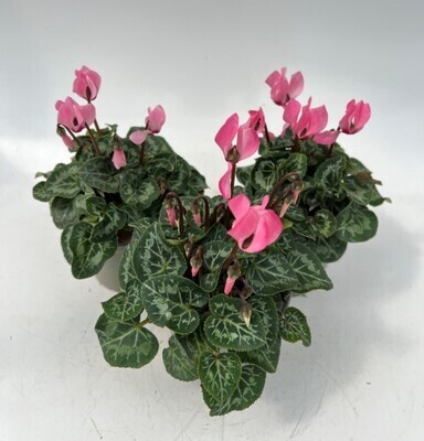 x3 Cyclamen Light Pink Large plants Hardy 10.5cm/9cm Flowering - GARDEN READY
