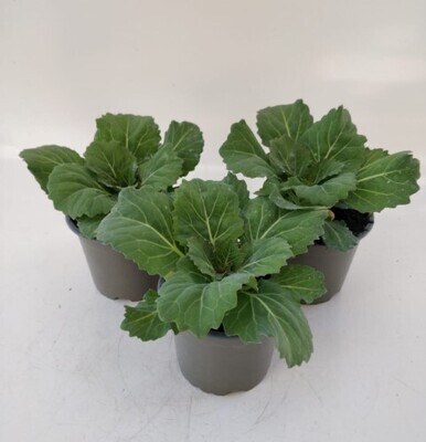 x3 Plants Brassica Pigeon White (Ornamental Kale) 10.5cm/9cm