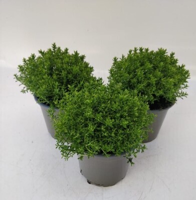 x3 Hebe Emerald Gem - Spreading Foliage plants 10.5cm/9cm  - GARDEN READY