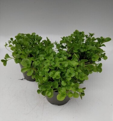 x3 Sedum Selskianum - Foliage plants 10.5cm/9cm  - GARDEN READY