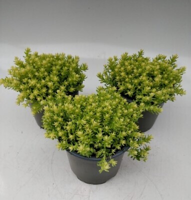 x3 Sedum Winter Lemon - Foliage plants 10.5cm/9cm  - GARDEN READY