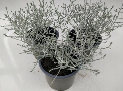 x3 Plants Calocephalus brownii (Barbed wire plant) Silver Large Hardy 10.5cm/9cm