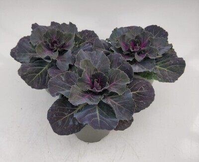 x3 Plants Brassica Attraction Red (Ornamental Kale) 10.5cm/9cm