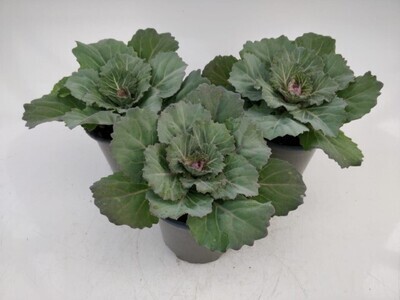 x3 Plants Brassica Attraction Pink (Ornamental Kale) 10.5cm/9cm