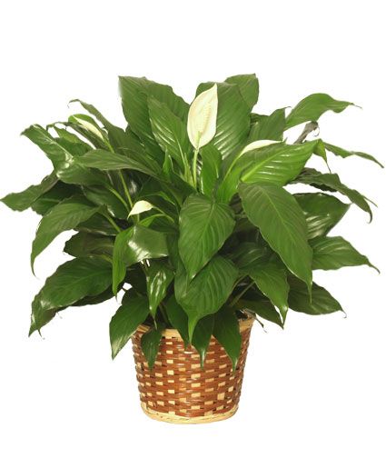 Peace Lily