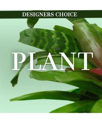 Plants