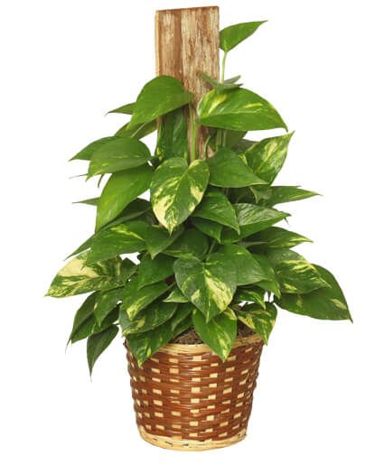 Golden Pothos Pole