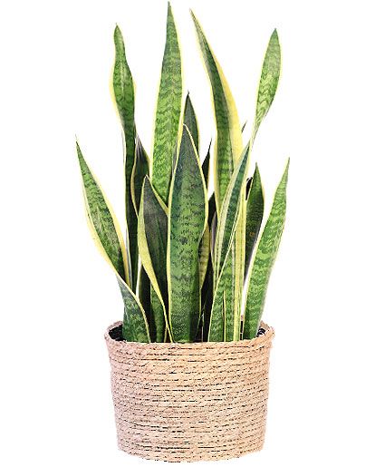 Sansevieria (Snake Plant)
