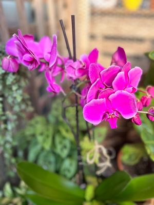 Keepsake plants &amp; Statuary