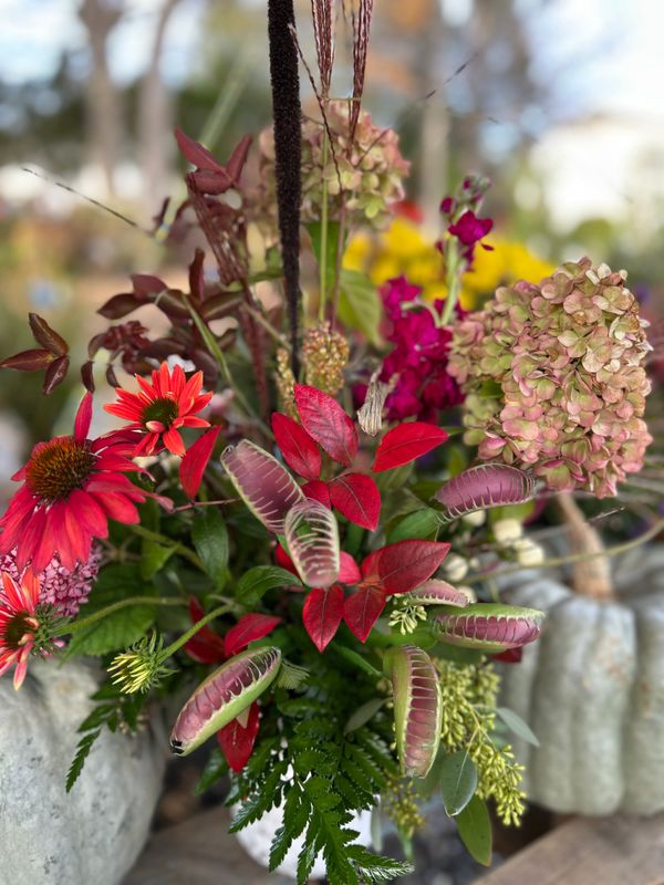 Little Shop of Horror