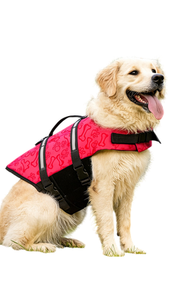 Labrador mit roter Schwimmweste