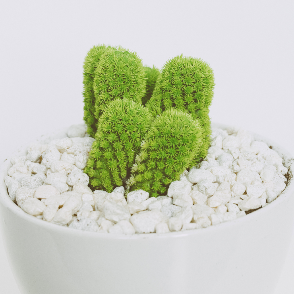 E-commerce Product Image