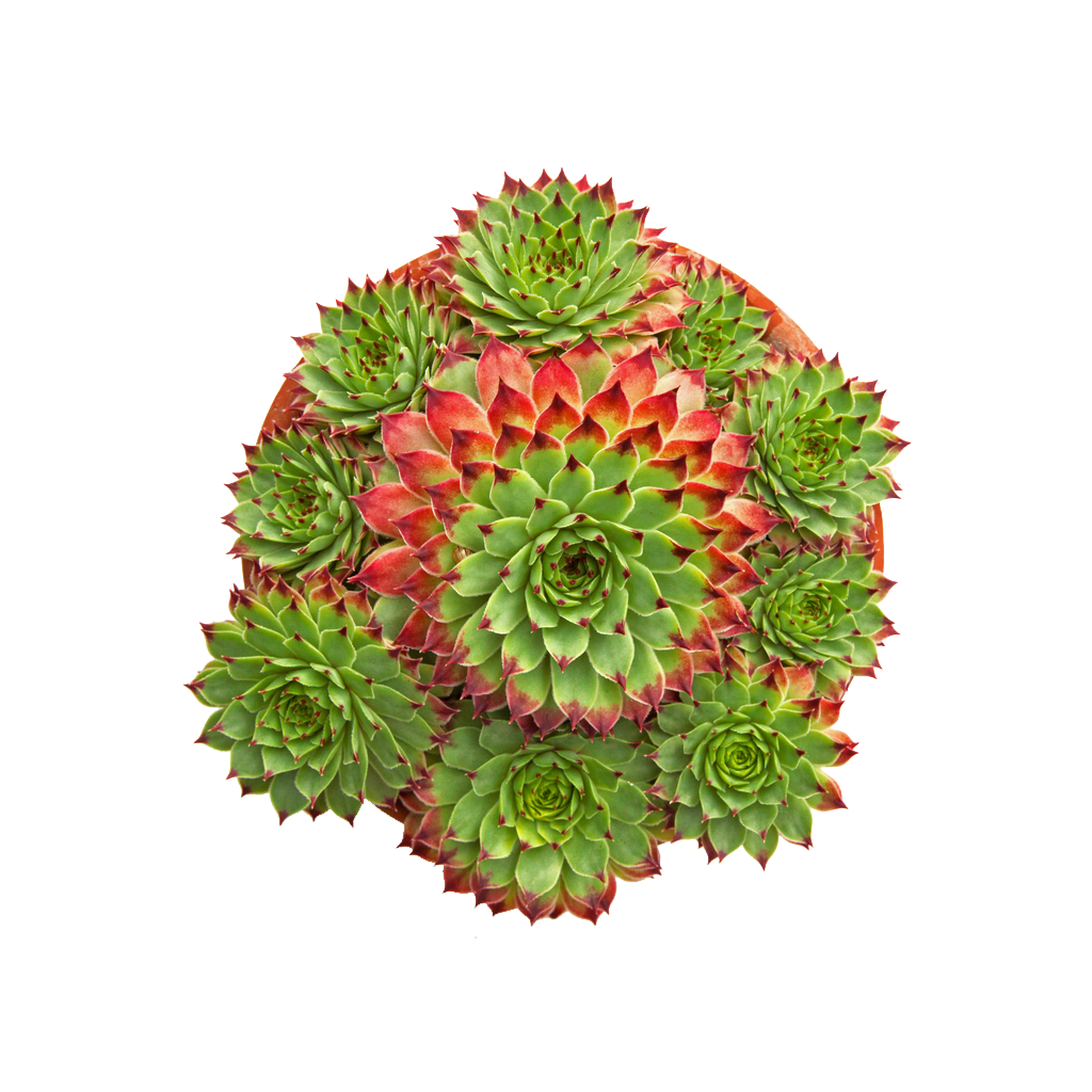 E-commerce Product Image