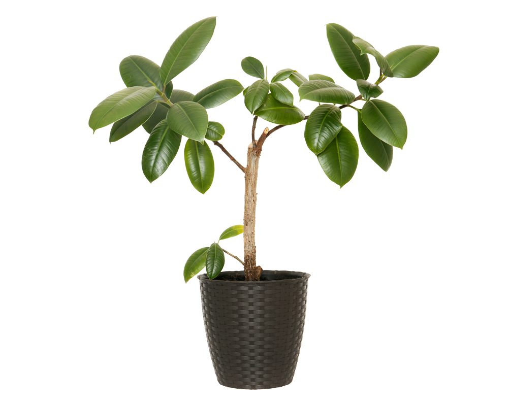 E-commerce Product Image