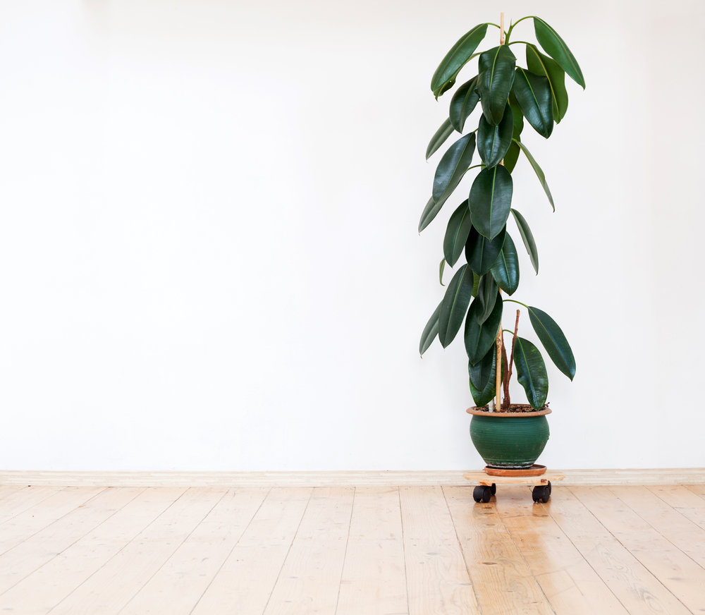 E-commerce Product Image