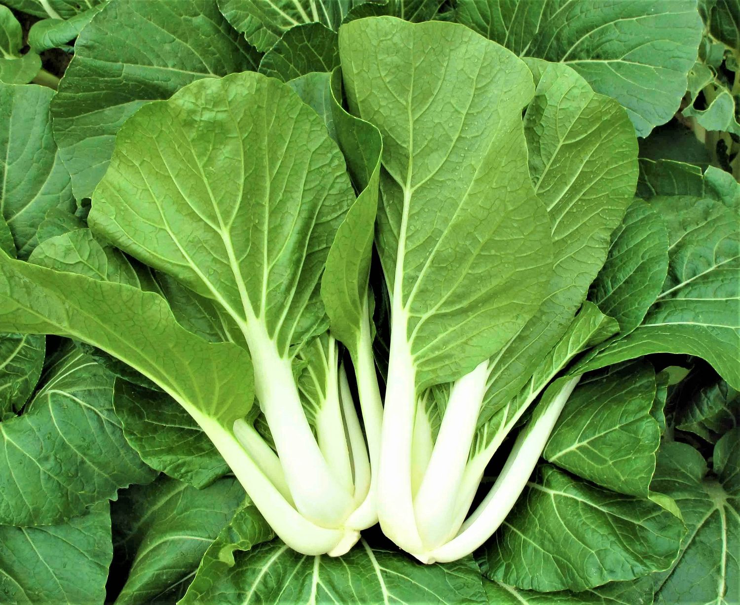 Bok Choy Pack