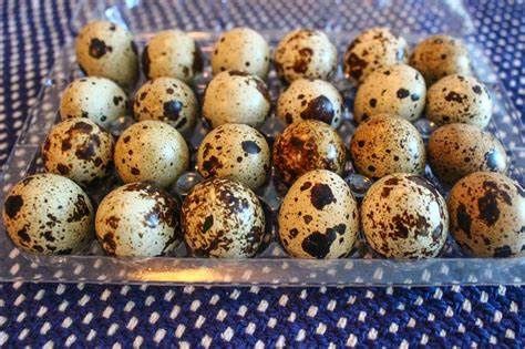 Fresh Quail Eggs (12pcs)