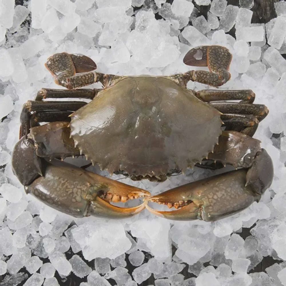 Frozen  Whole Mud Crab