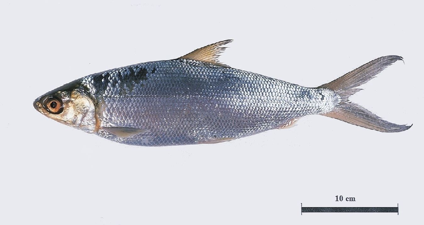 Nishin Frozen Milkfish - WHOLE 1kg