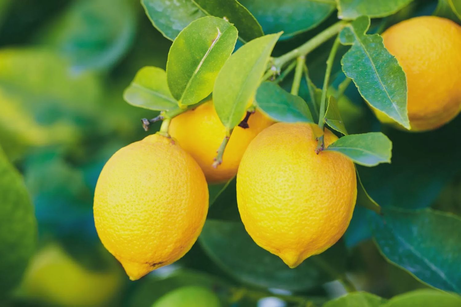 Fresh Lemon per kg