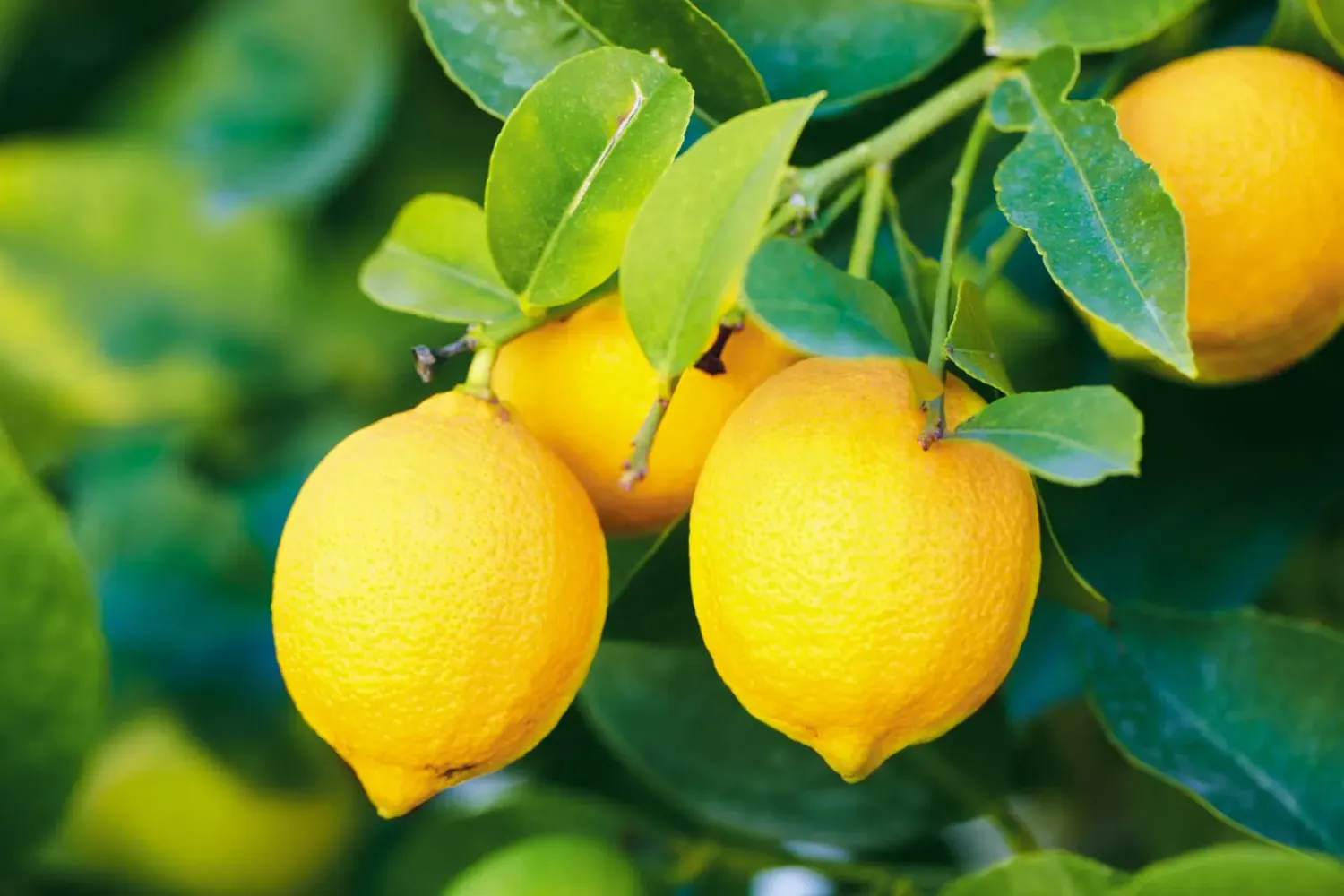 Fresh Lemon per kg