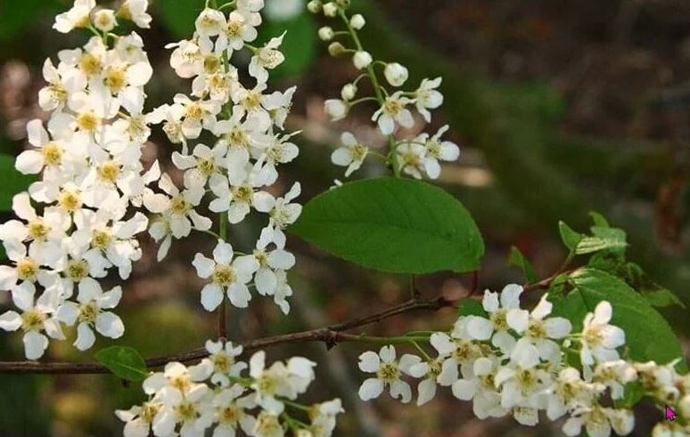 HYDROLAT Z CZEREMCHY