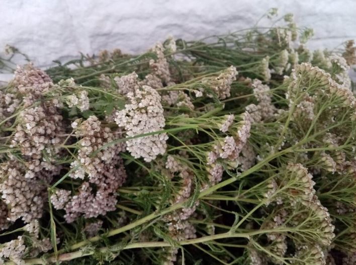 HYDROLAT Z KRWAWNIKA