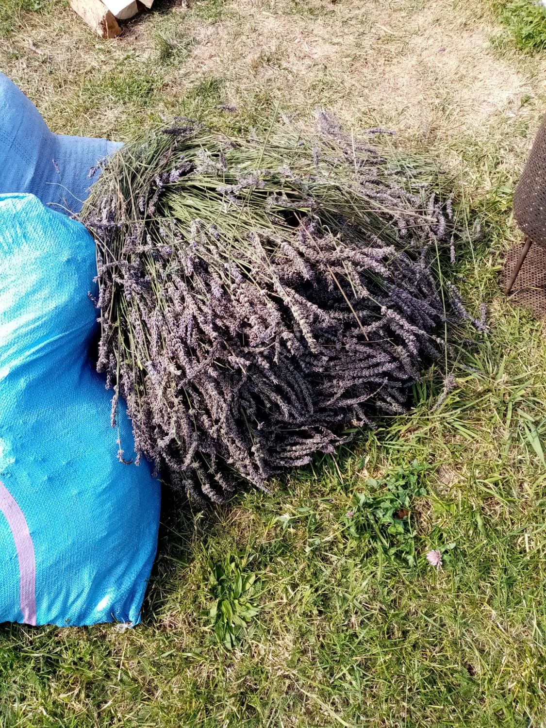 HYDROLAT Z LAWENDY WĄSKOLISTNEJ