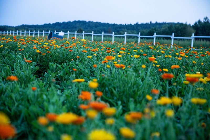 HYDROLAT Z NAGIETKA