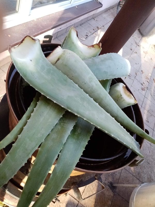 HYDROLAT Z AOLESU