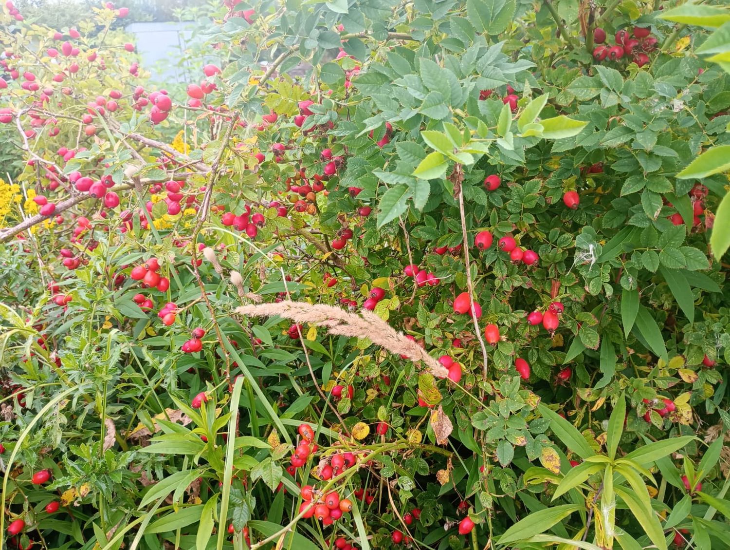 HYDROLAT Z DZIKIEJ RÓŻY