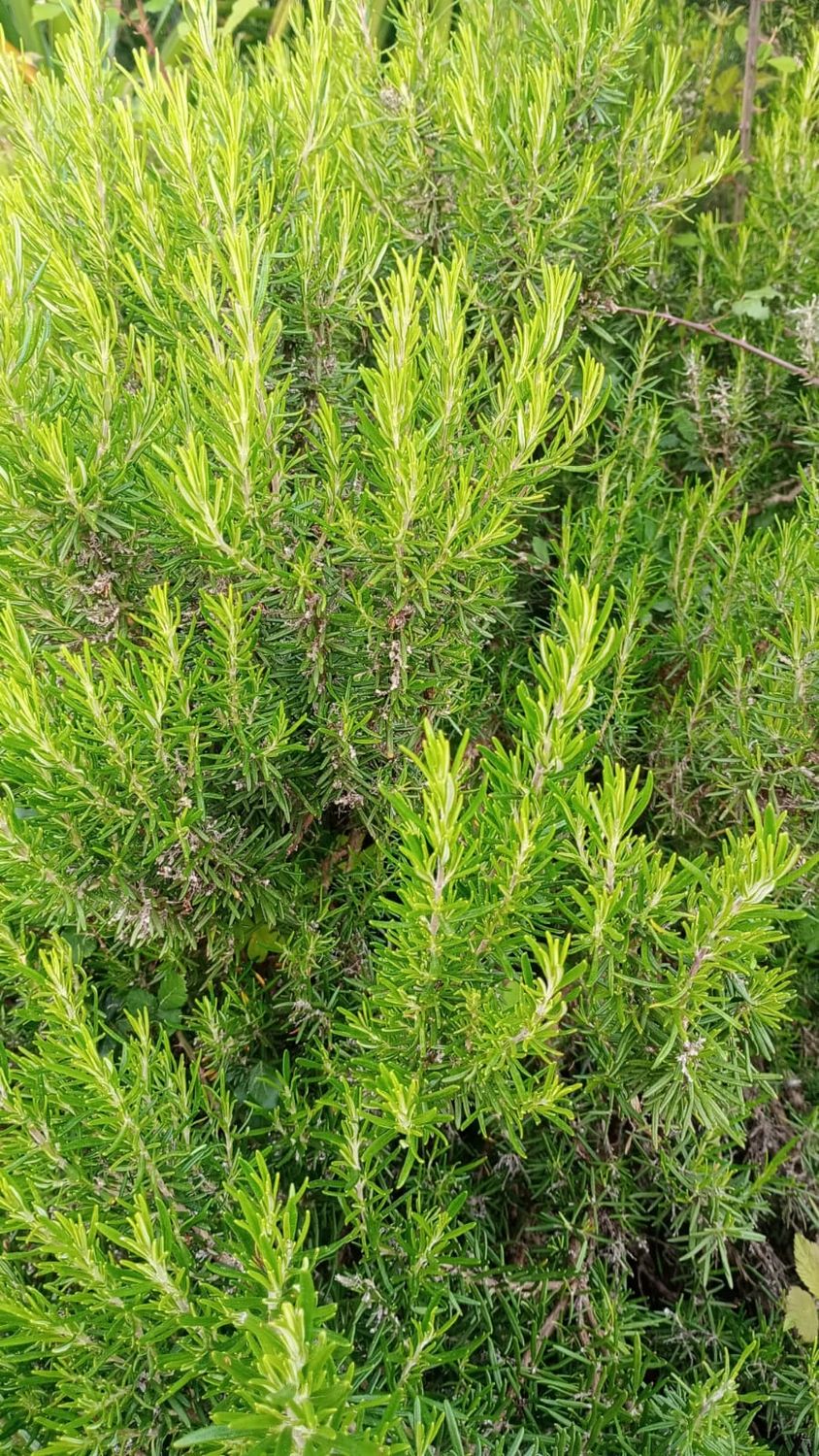 HYDROLAT Z ROZMARYNU