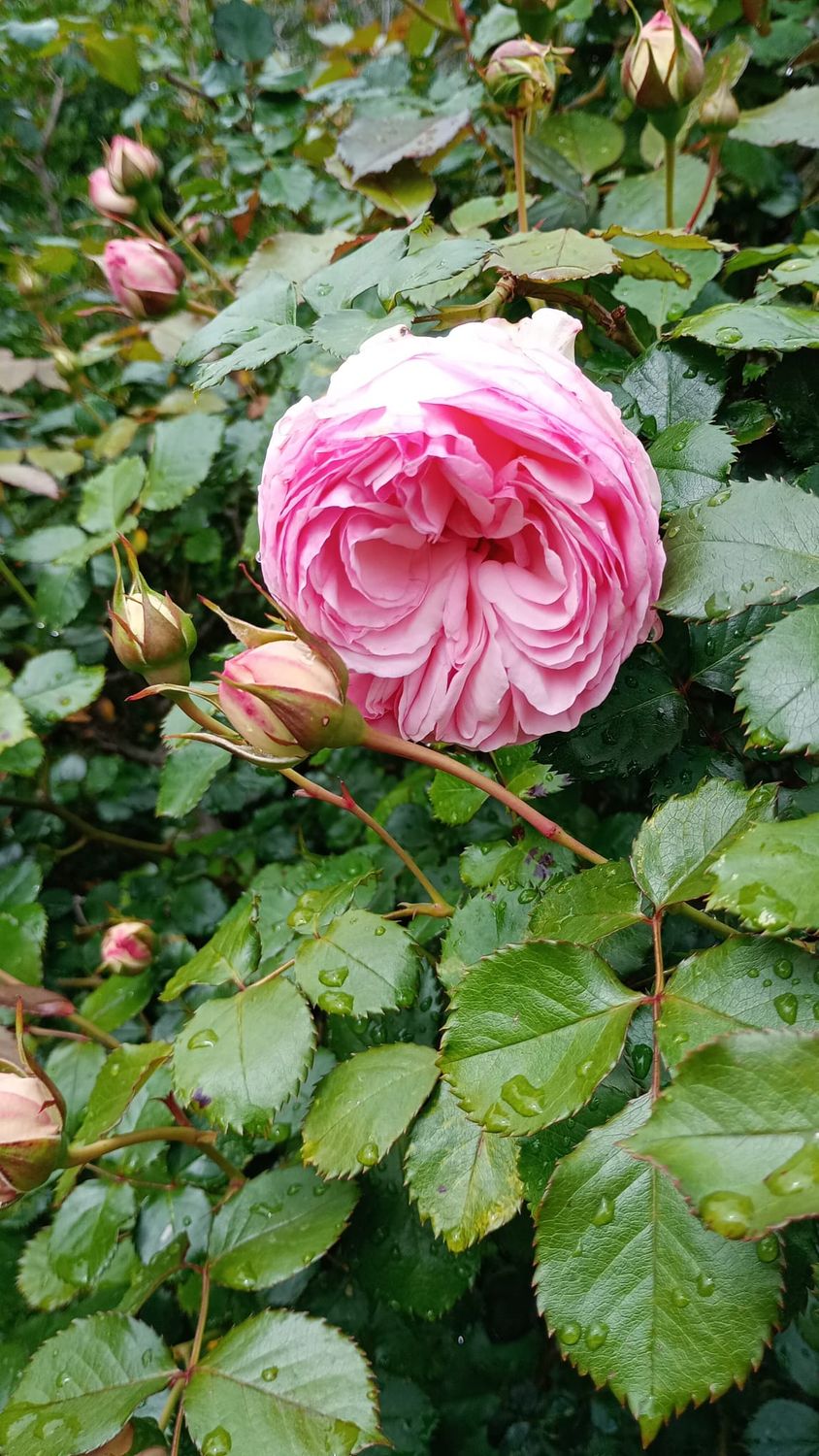 HYDROLAT Z RÓŻY DAMASCEŃSKIEJ