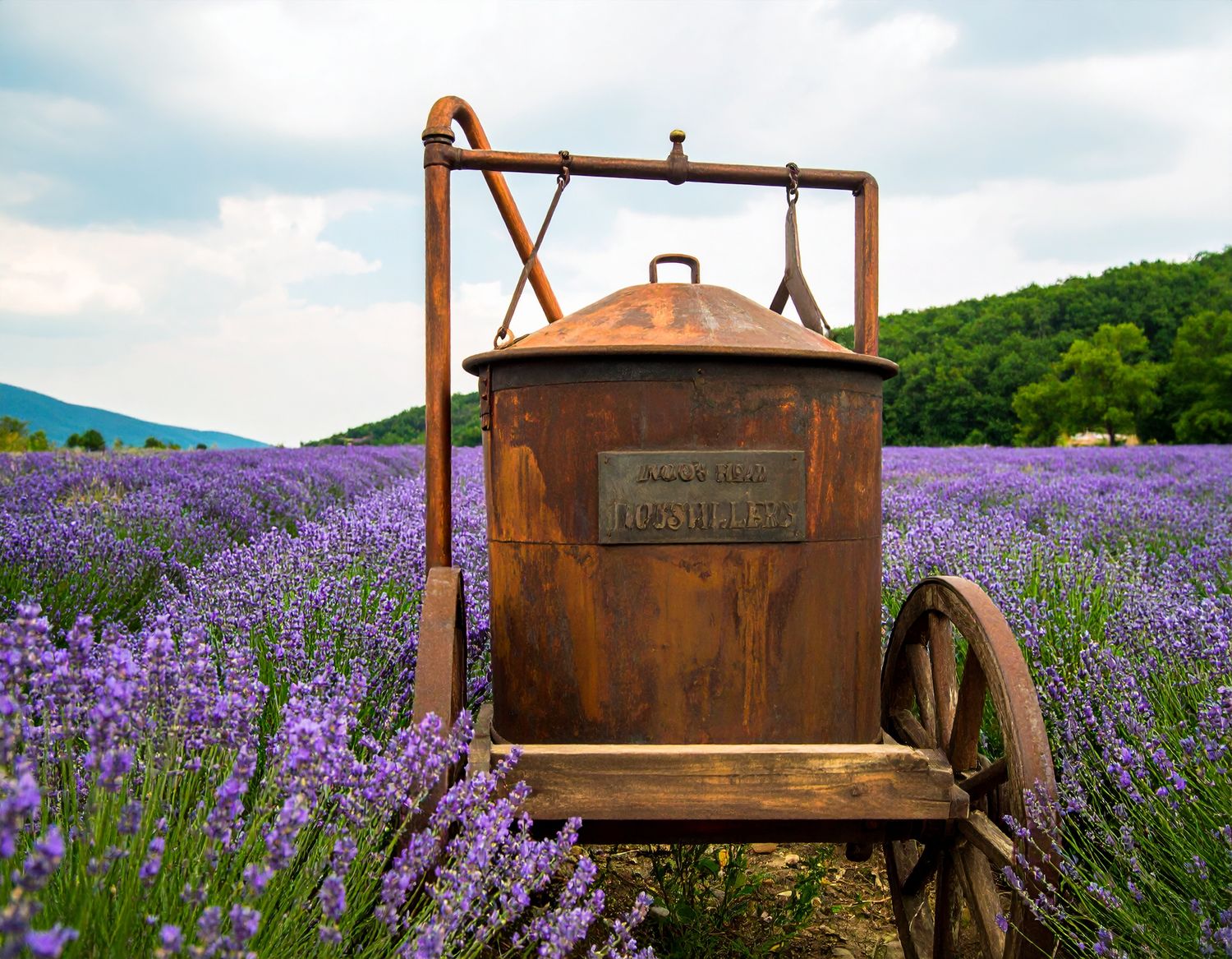 OLEJEK LAWENDOWY ODMIANA JUBILEE
