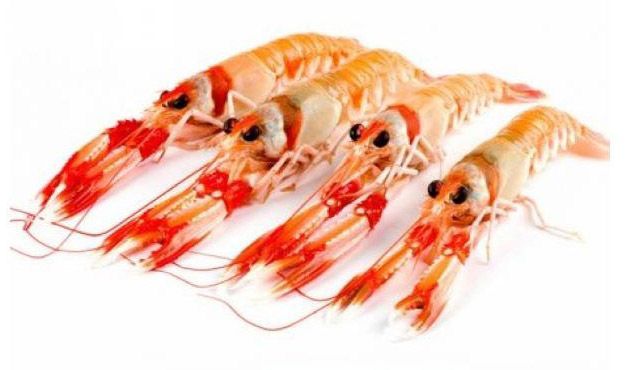 Scampi 30/40