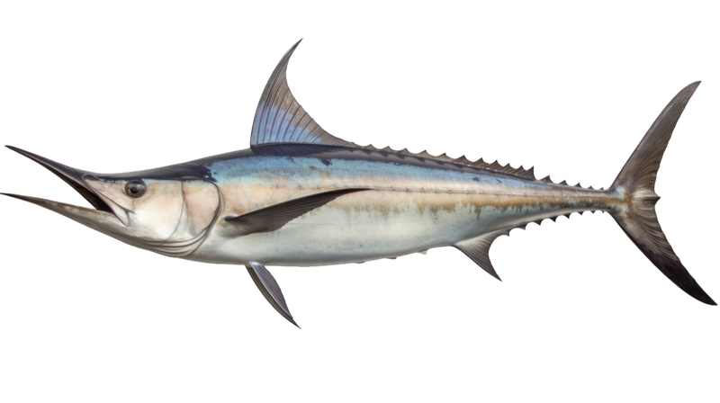 Pesce spada