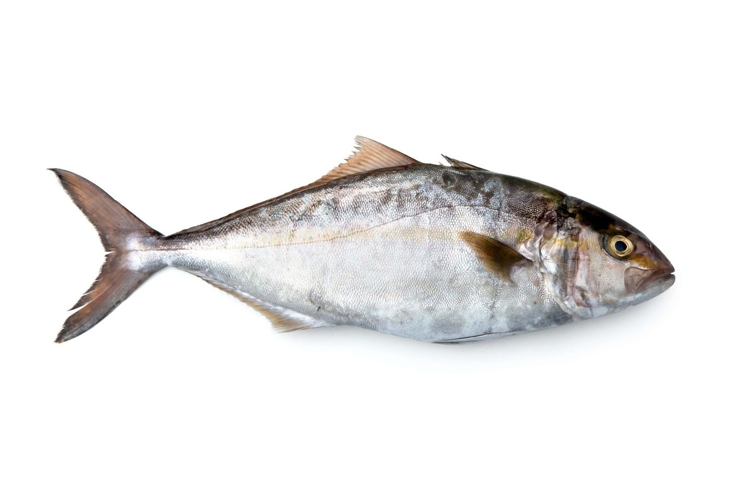 Ricciola