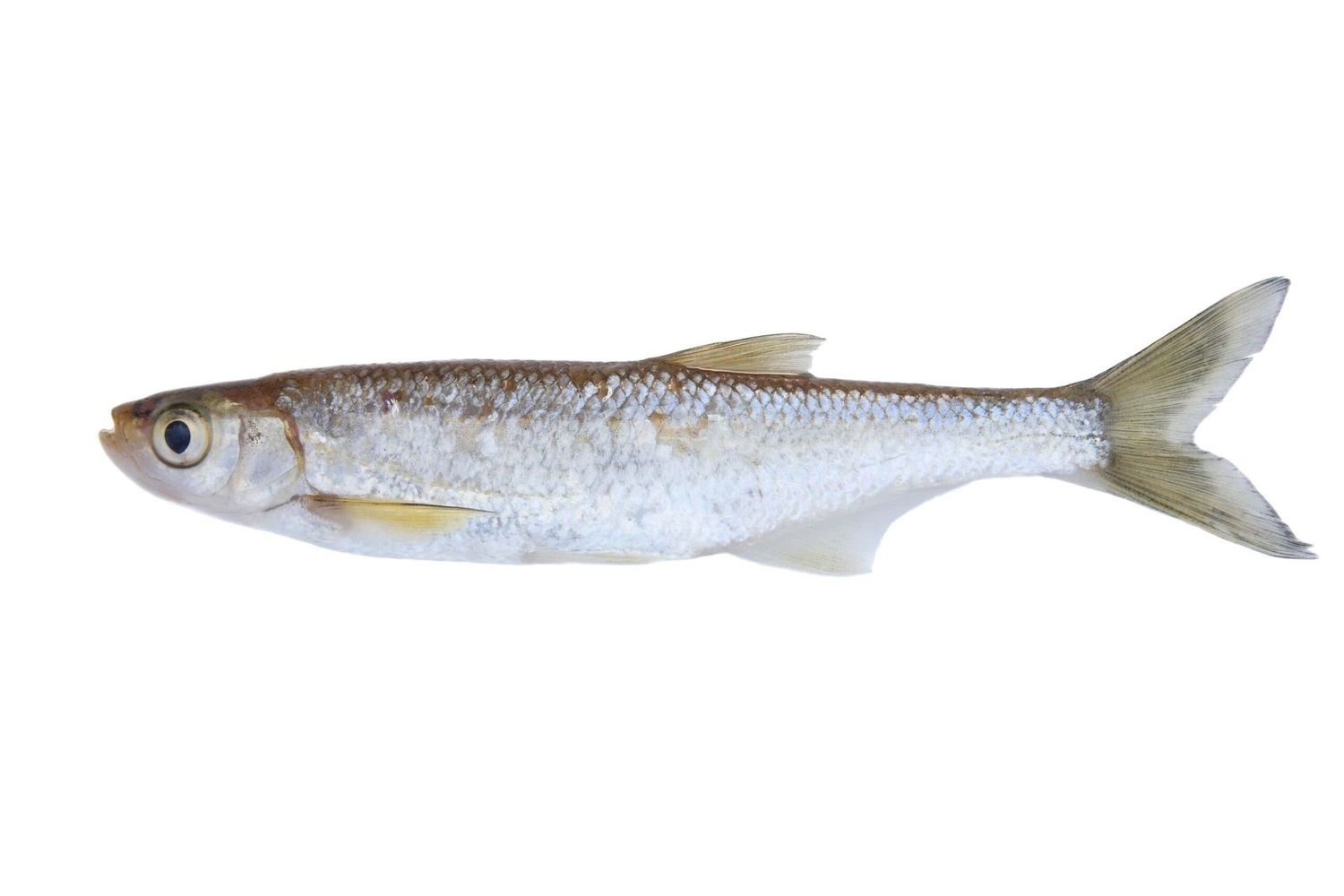 Alborella