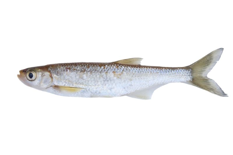Alborella