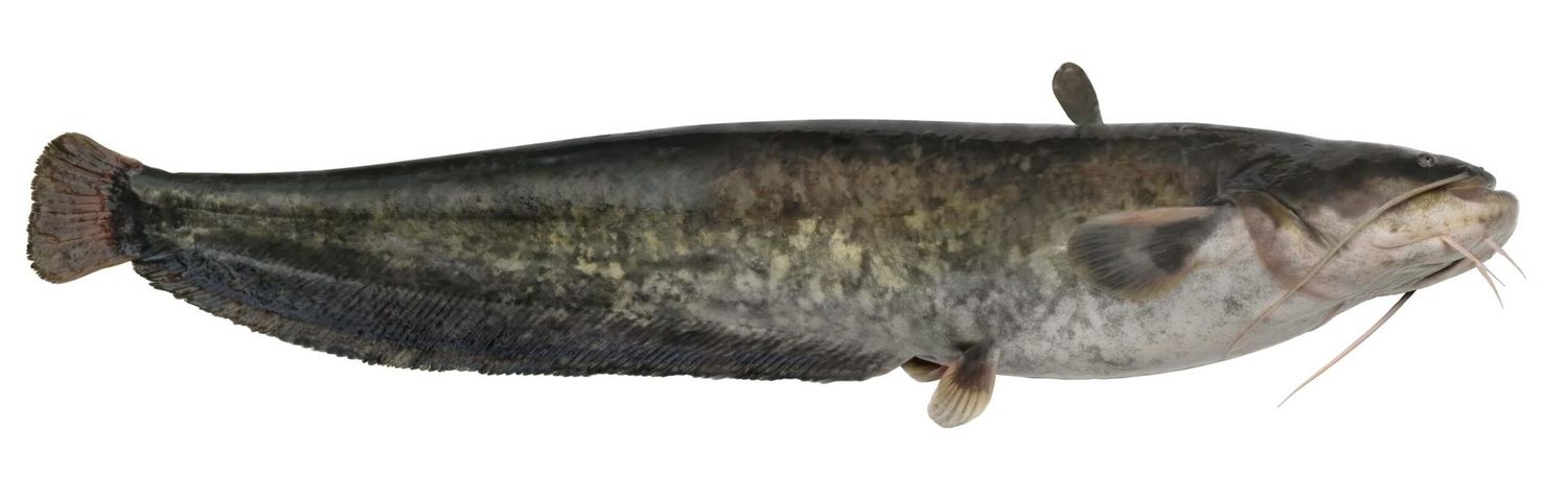 Pesce gatto americano