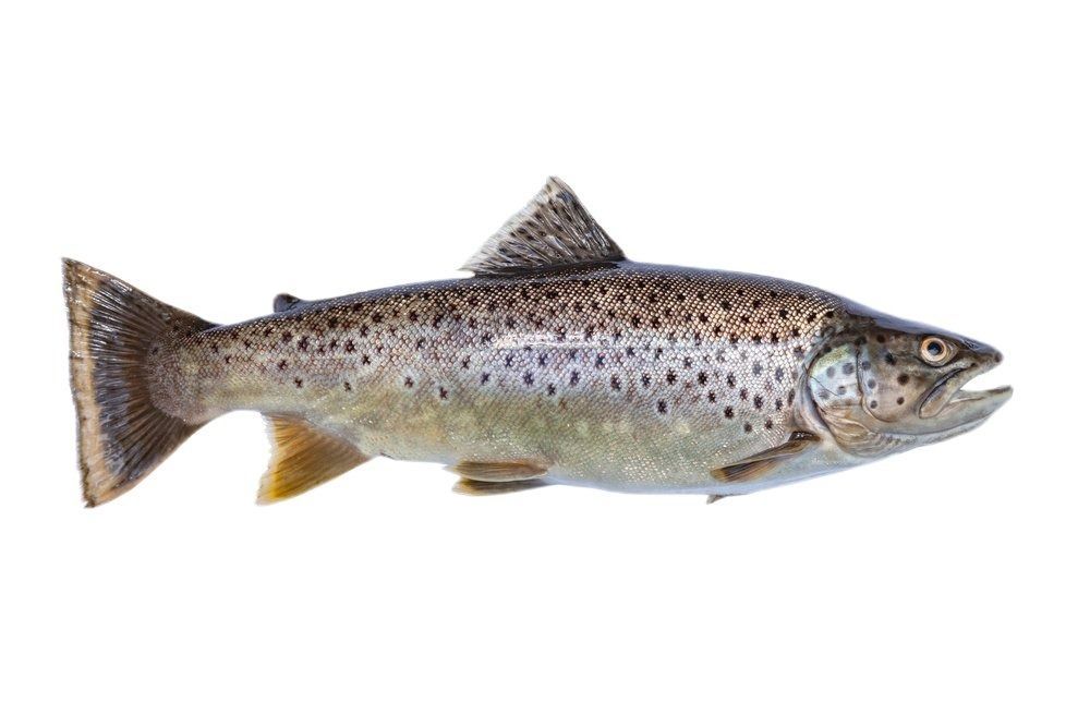 Trota Fario