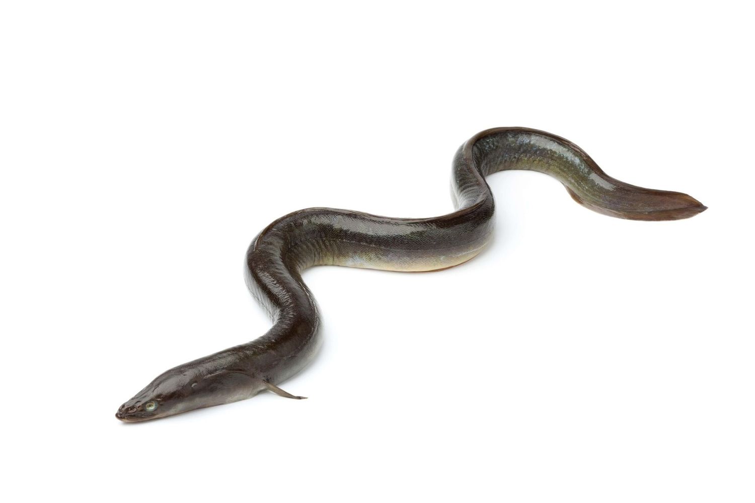 Anguilla