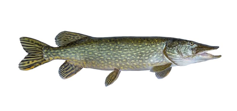 Luccio esox