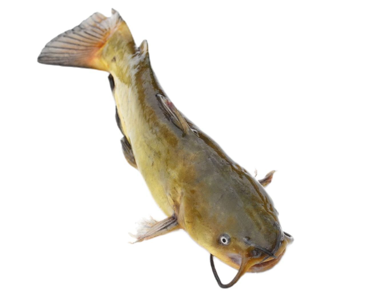 Pesce gatto nostrano
