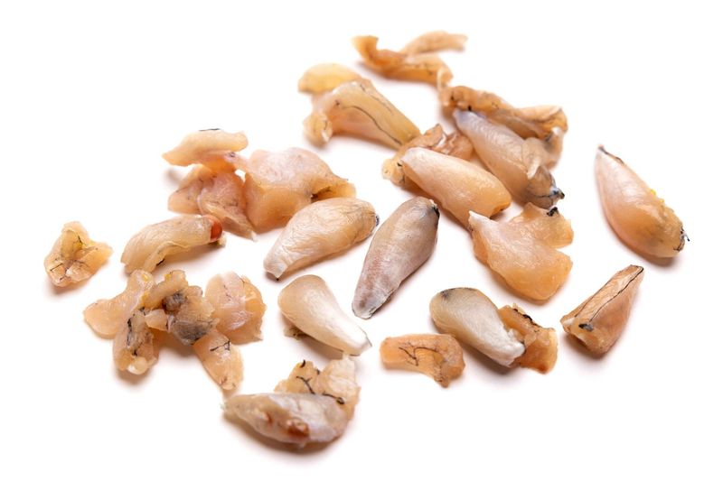 Polpa di rana