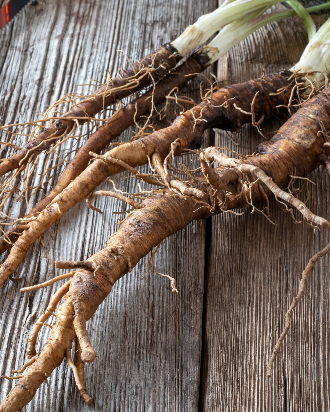 Burdock Root